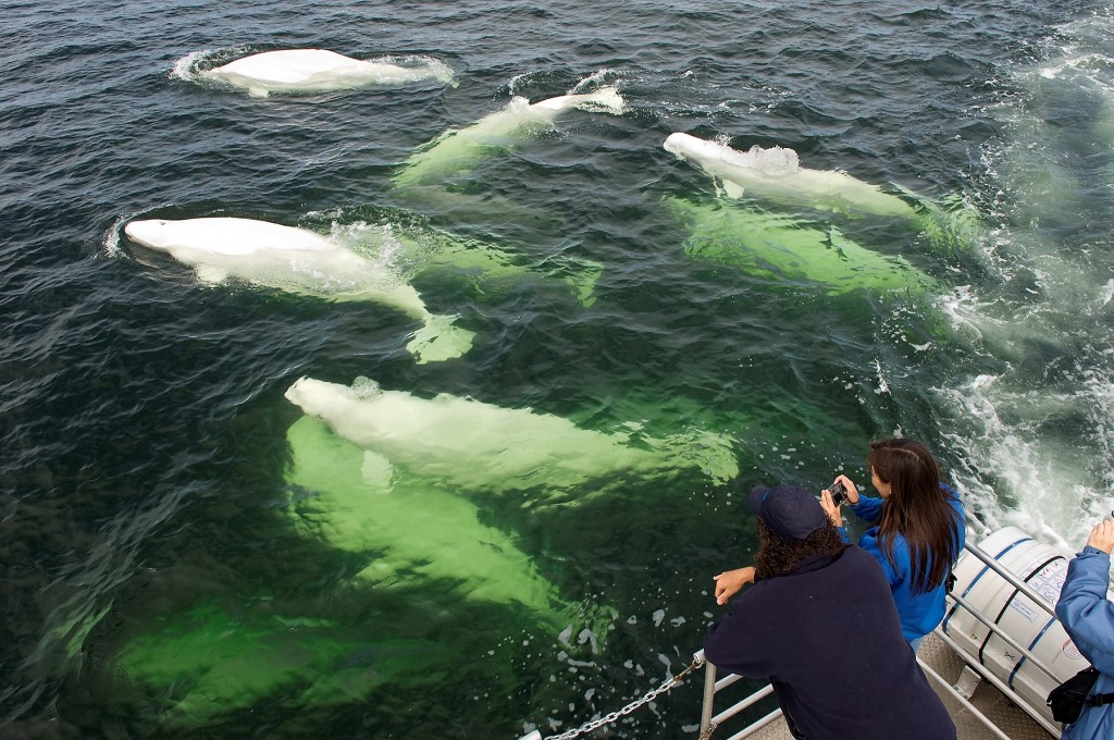 beluga