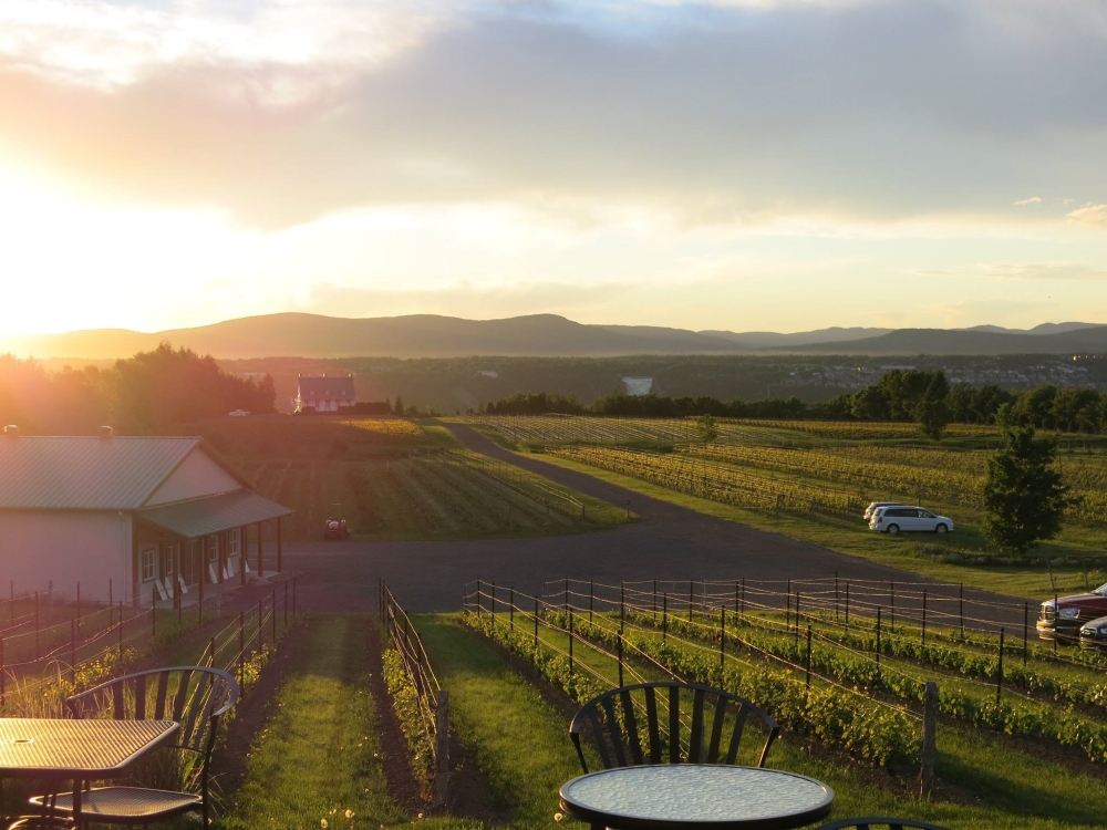 Photo: Facebook Vignoble Sainte-Pétronille