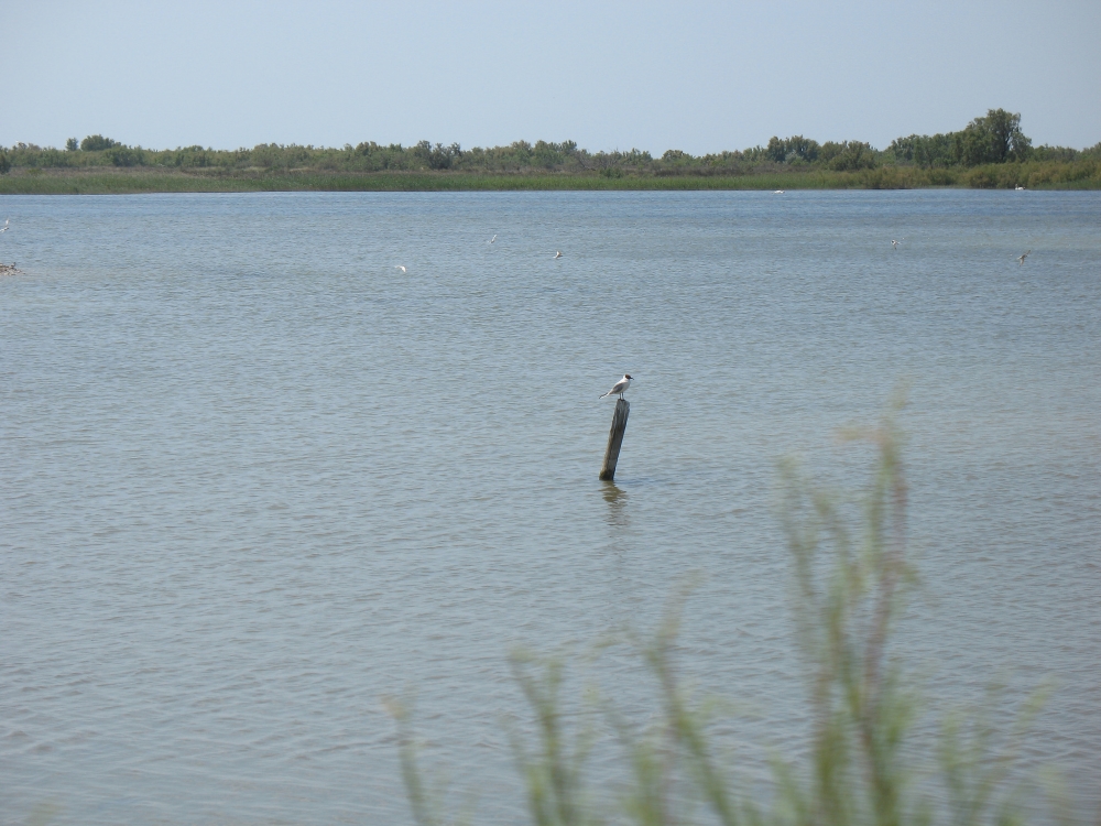 Domaine de la Palissade, Camargue. Photo: lessi2306, Flicrk.