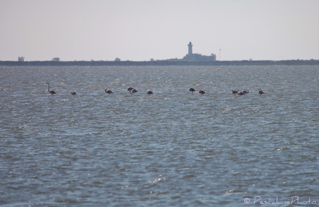 Le phare de La Gacholle, Camargue. Photo: Pescalune Photo, Flickr.