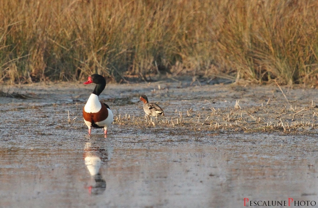 Canard et sarcelle d'hiver. Photo: Pescalune Photo, Flickr.