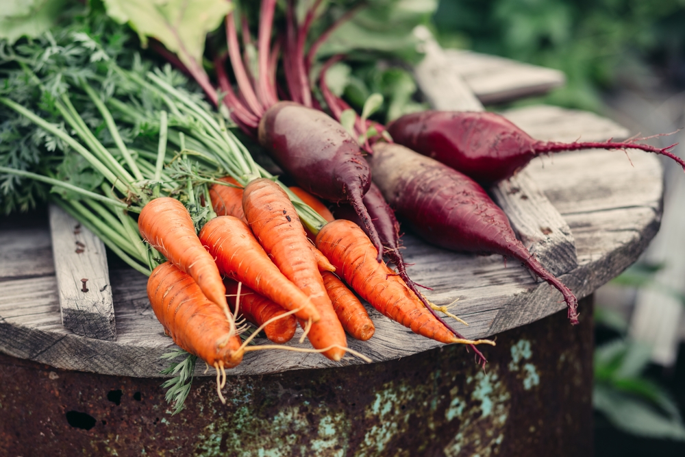 <a href="https://www.shutterstock.com/fr/image-photo/fresh-vegetables-carrots-beets-without-genetically-404833639?src=7F69PHotkZ1qn2JxKLa5-g-2-52" target="_blank">Photo: Carottes et betteraves, Shutterstock</a>