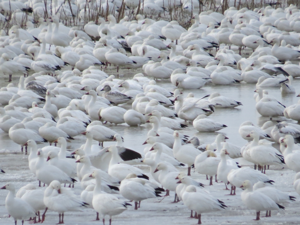 Oies blanches à Baie-du-Fèvre. Photo : Jean-Marie Van der Maren, Flickr