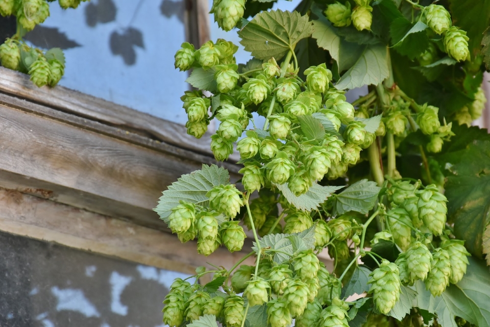 Houblon. Photo: Pixabay