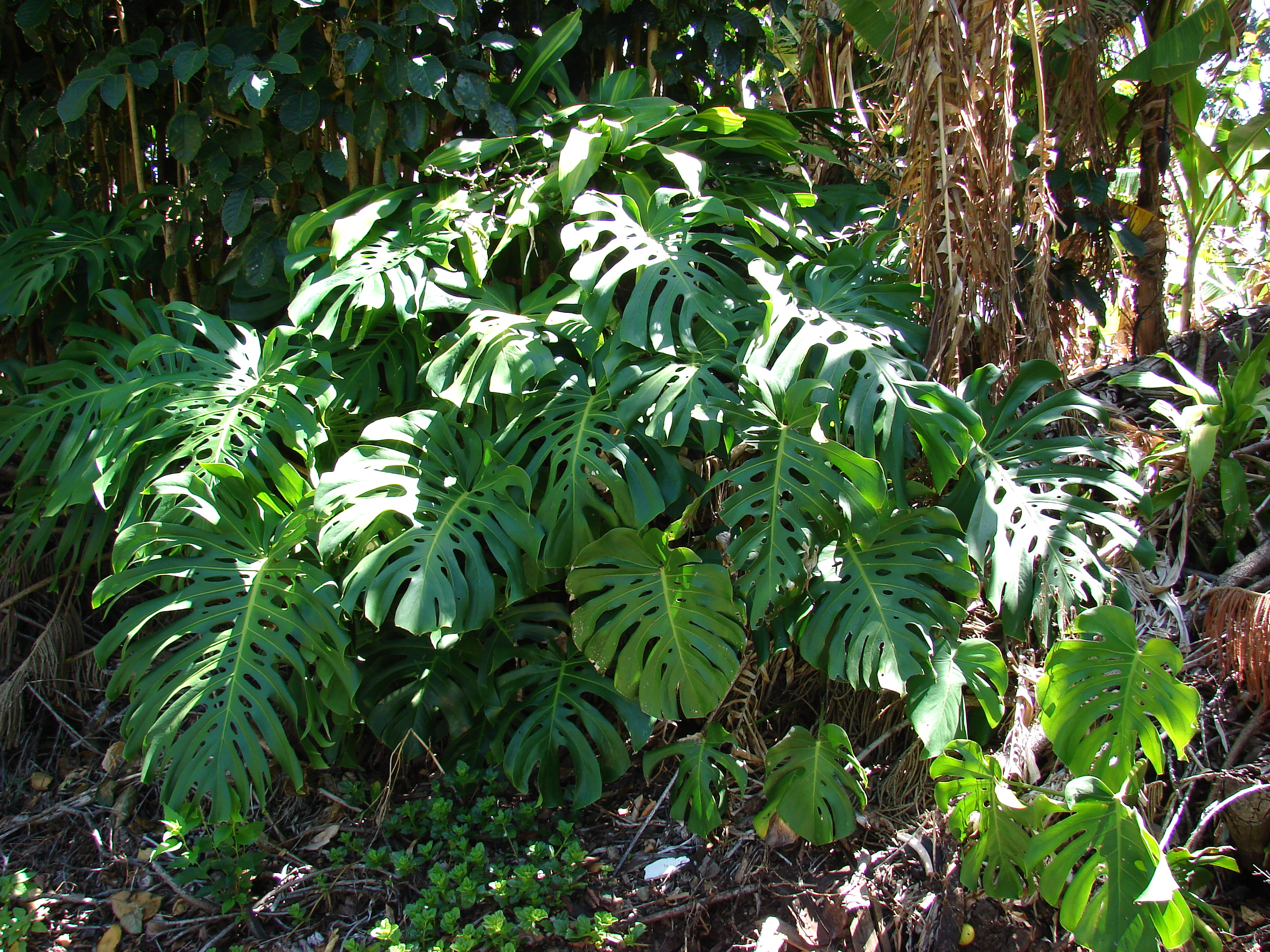 Photo: Wikimedia Commons Le Monstera deliciosa