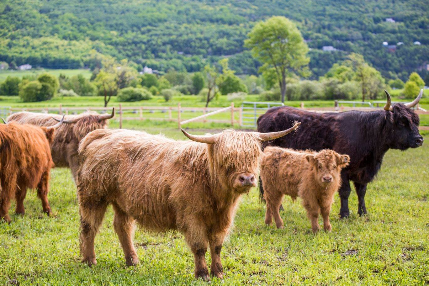 Photo: Facebook Les animaux à la ferme Hötel & Spa Le Germain