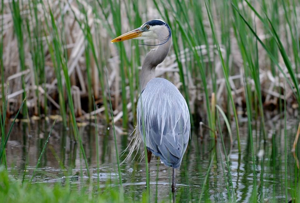 Photo: André Chevrier, page Facebook du Parc de la Rivière-des-Mille-Îles