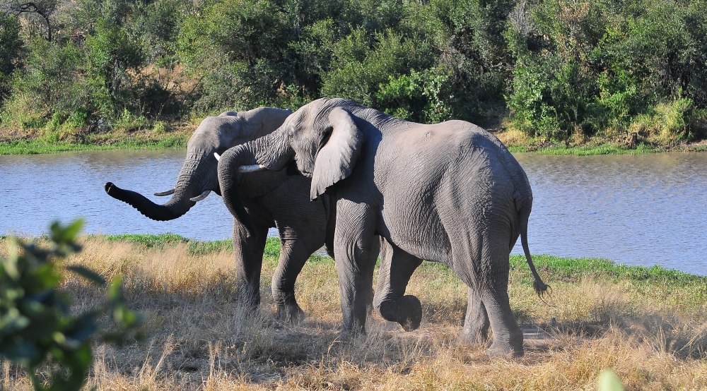 Parc Kruger. Photo: Bradclin Photgraphy, Flickr