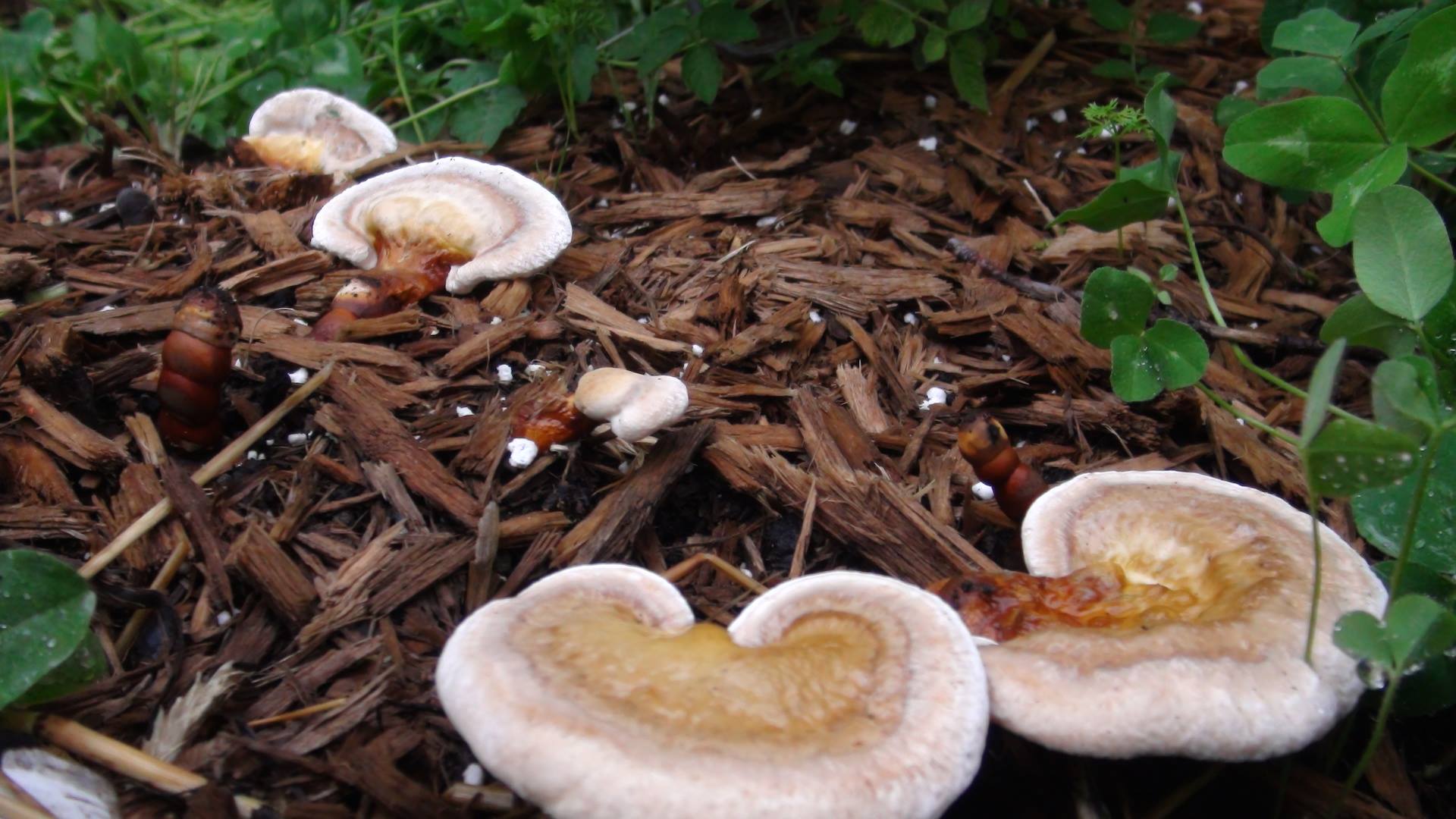 Champignons Reishi Photo: Facebook Champignons maison