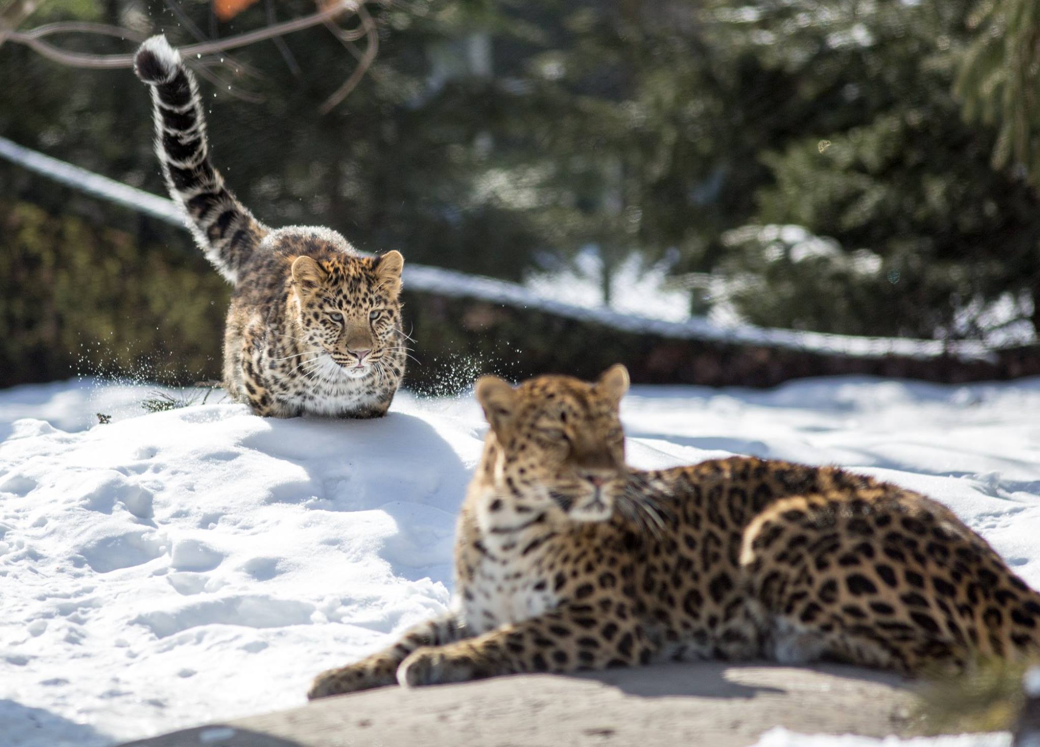 Le zoo d'hiver Photo: Facebook Zoo de Granby