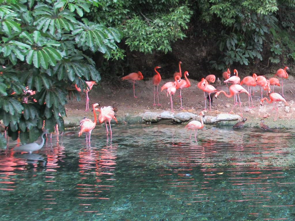 Des flamants roses au Parque Zoológico Nacional de Santo Domingo, République Dominicaine. Photo: David Stanley, Flickr