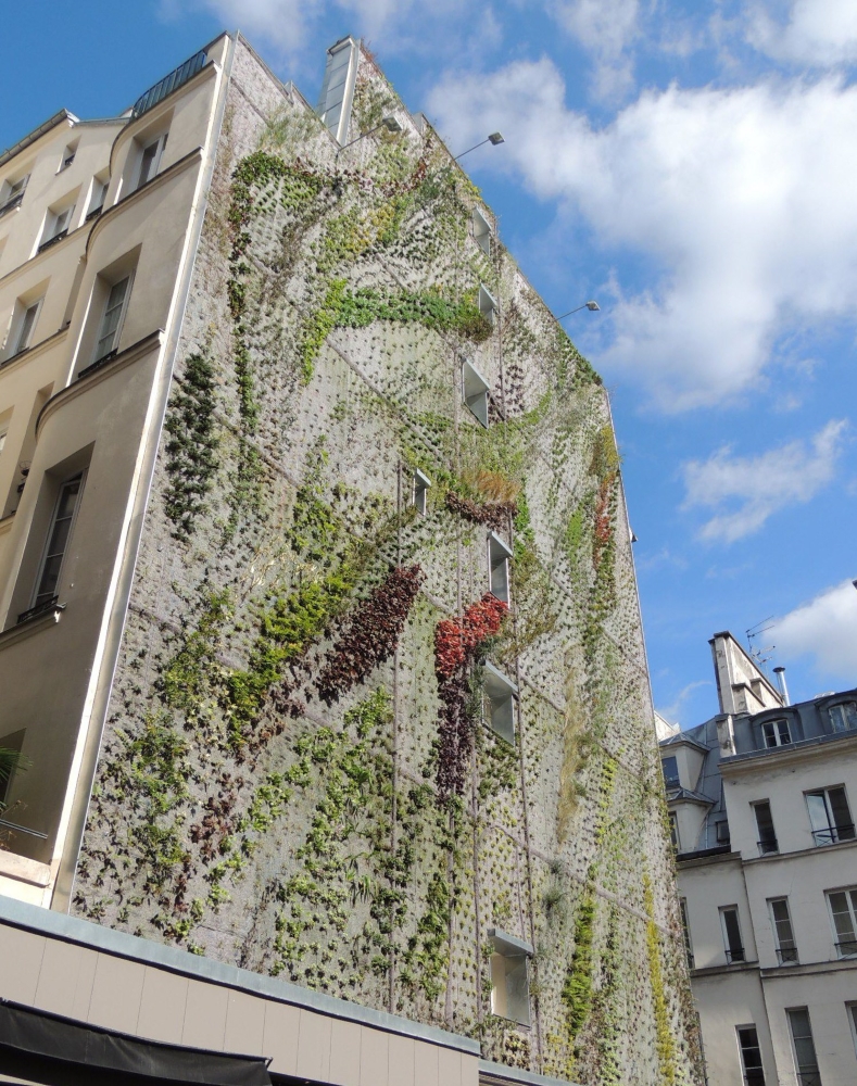 Le mur végétal en pleine croissance. Photo: Facebook L'Oasis d'Aboukir