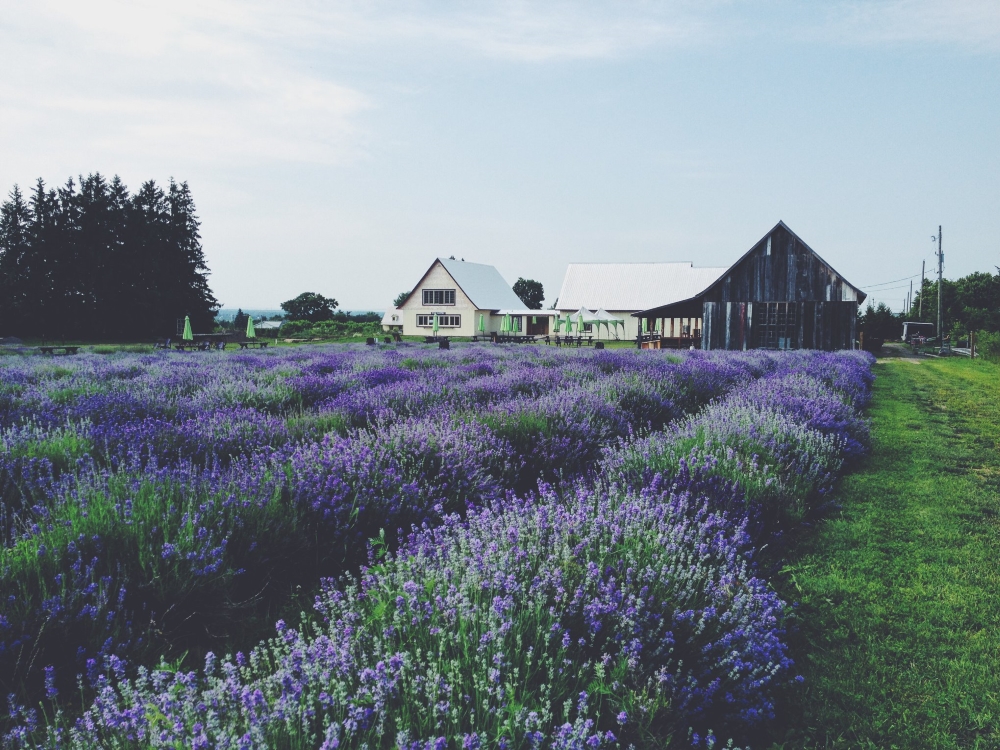 Les champs de lavande de Nancie Ferron et Daniel Joanette. Photo: Facebook La Maison Lavande