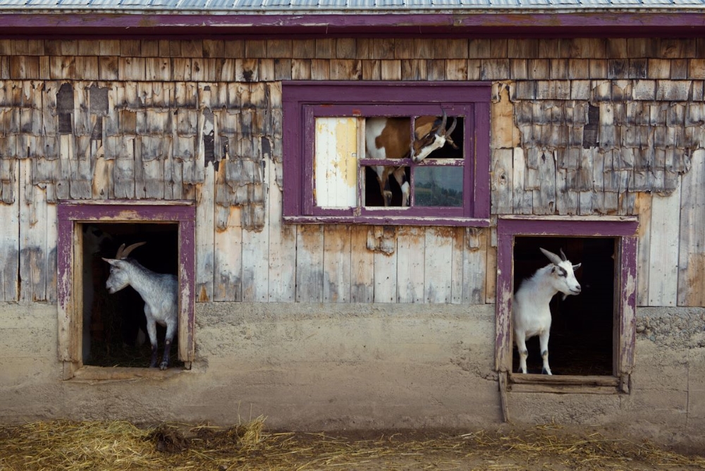 Photo: Facebook Ferme "C'est la Faute des Biquettes" bergerie etc.