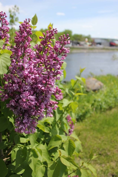 Photo: Facebook Le Musée des Lilas