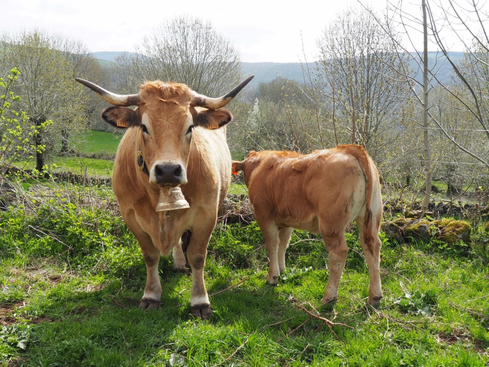 Haude et son veau Olympe. Photo: Marie-Julie Gagnon