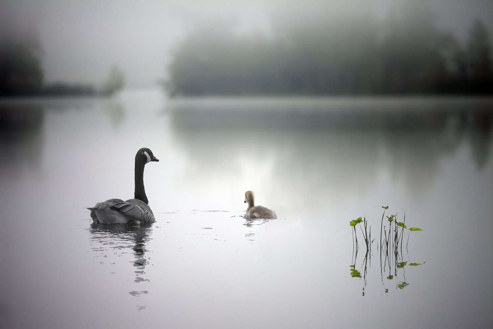 "When could I fly mom" André Villeneuve Les Photo Capteurs de Granby 3e prix thème: Nature