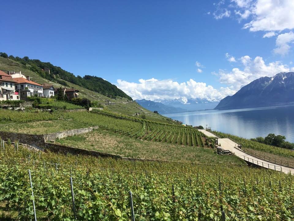 Une partie des vignes semblent plonger dans le lac... Photo: Anne Pélouas