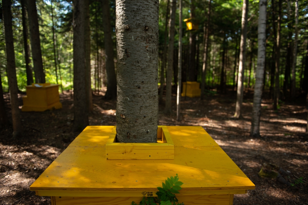 © 2018, Martin Bond, Jardins de Métis/Reford Gardens